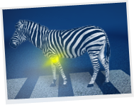 zebra zdjecie